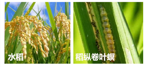 农信老牌儿